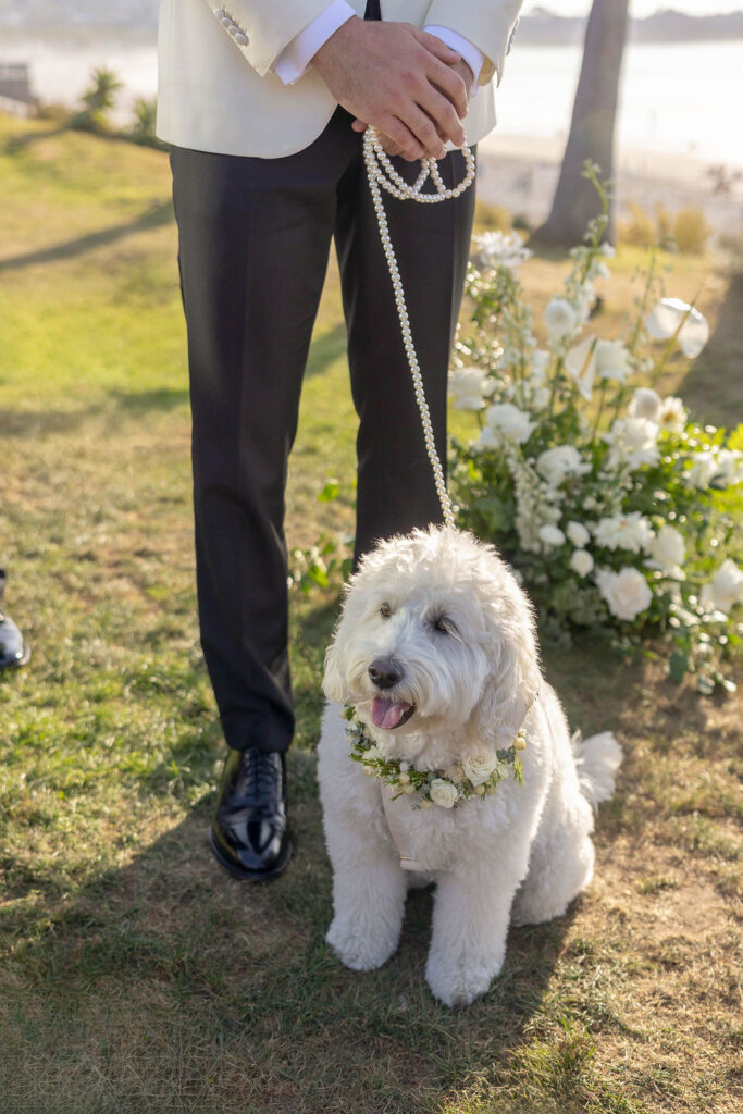 dog ring bearer at Scripps Seaside Forum